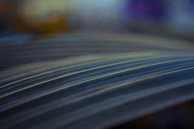 Palmiye yaprağı büyük boy, bokeh duvar kâğıdı güzel.