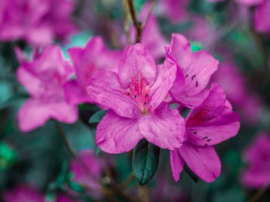 Çok güzel açelya çiçekleri. Yeşil çalıların arasında pembe beyaz.