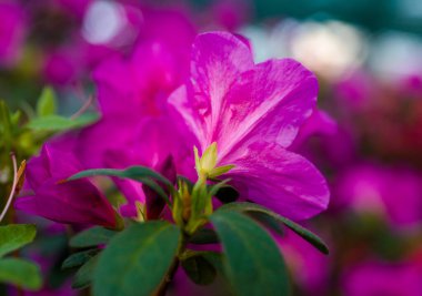 Çok güzel açelya çiçekleri. Yeşil çalıların arasında pembe beyaz.