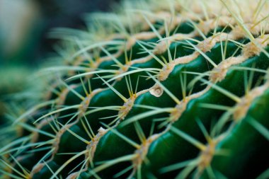 Kaktüs yeşili. Kocaman dikenleri var. Yakından çekilmiş.