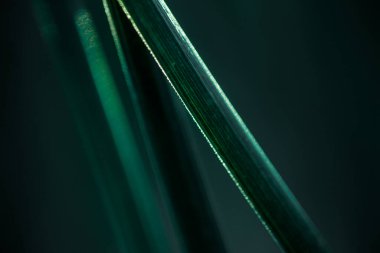 İnce yapraklı palmiye dalları. Duvar kağıdı ve farklı dokular için hoş bir bulanıklık.