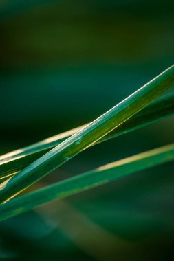 İnce yapraklı palmiye dalları. Duvar kağıdı ve farklı dokular için hoş bir bulanıklık.