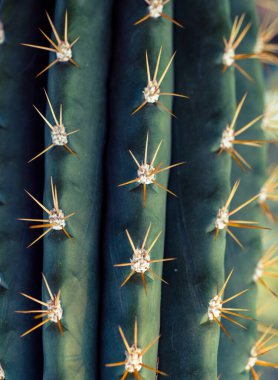 Kaktüs yeşili. Kocaman dikenleri var. Yakından çekilmiş.
