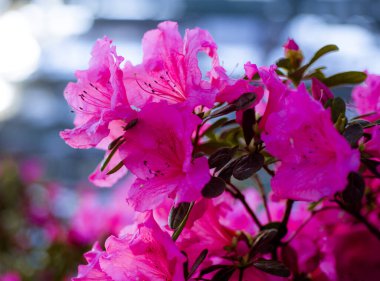 çok güzel açelya çiçekleri yeşil çalılıklarda pembe beyaz