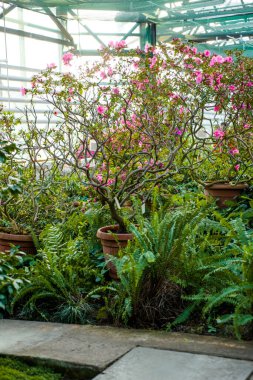 çok güzel açelya çiçekleri yeşil çalılıklarda pembe beyaz