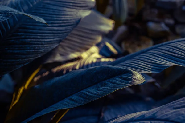 Palmblatt Groß Geschossen Mit Bokeh Gute Fototapete — Stockfoto