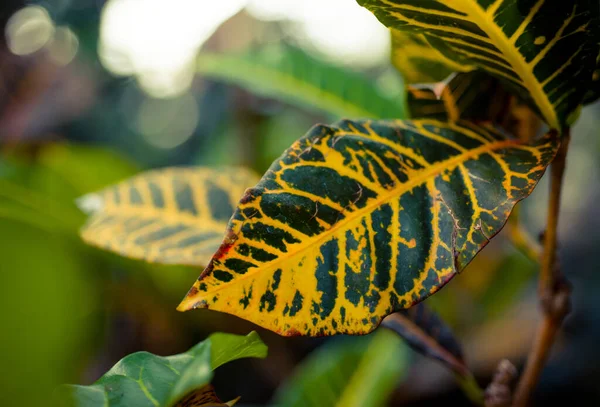 Different tropical leaves large and small of different shapes and colors on a beautiful background in warm sunlight