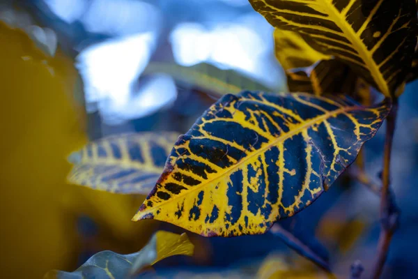 Различные Тропические Листья Большие Маленькие Различных Форм Цветов Красивом Фоне — стоковое фото
