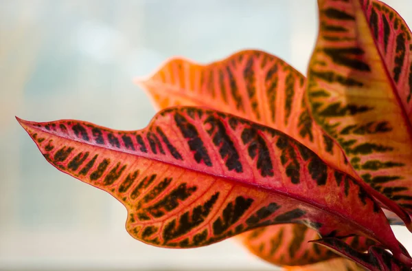 不同的热带树叶大小不同 形状和颜色各异 背景美丽 阳光温暖 — 图库照片