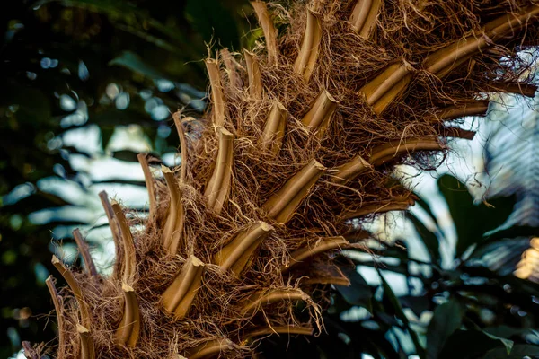 Der Stamm Einer Palme Ist Sehr Schön Gelb Mit Hängenden — Stockfoto