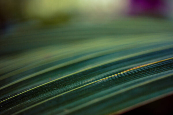 Palm leaf shot large with bokeh good photo wallpaper