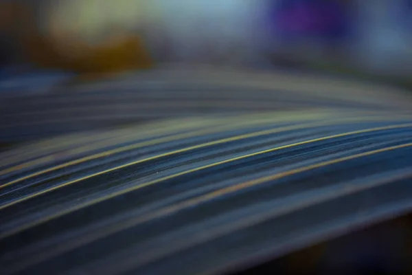 Palmiye yaprağı büyük boy, bokeh duvar kâğıdı güzel.