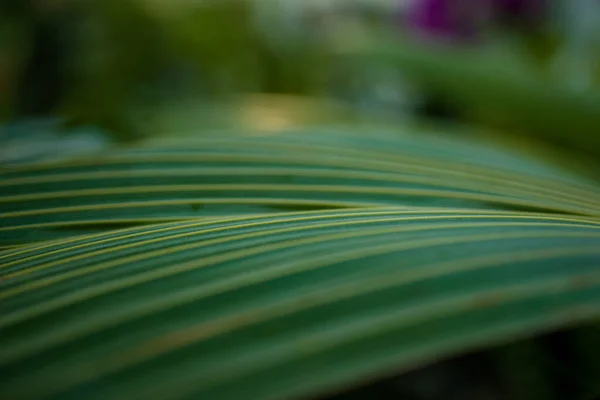 Palm Blad Schot Groot Met Bokeh Goede Foto Wallpaper — Stockfoto