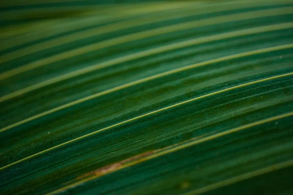 Palmblatt Groß Geschossen Mit Bokeh Gute Fototapete — Stockfoto