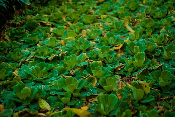 绿色的地面上 矮小美丽的灌木和树叶奇异的绝妙墙纸 — 图库照片