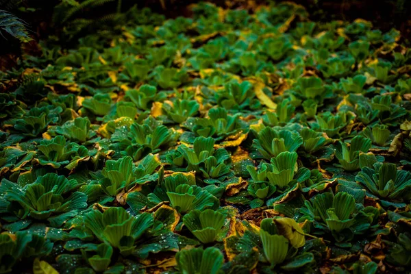 Vegetação Chão Pequeno Bonito Com Arbustos Folhas Exóticas Excelente Papel — Fotografia de Stock