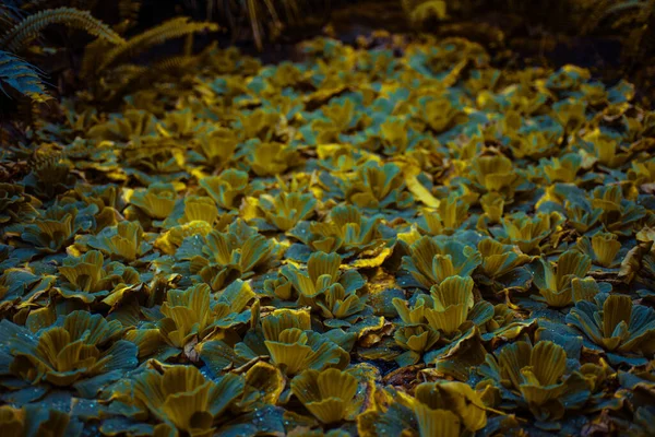 Verdure Sur Terrain Petite Belle Avec Des Buissons Des Feuilles — Photo