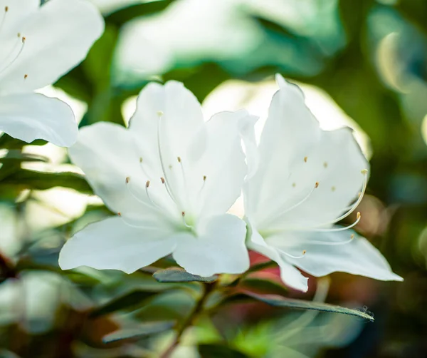 Muy Hermosas Flores Azalea Rosa Blanco Los Arbustos Verde Mejor —  Fotos de Stock