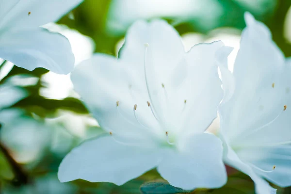 Muy Hermosas Flores Azalea Rosa Blanco Los Arbustos Verde Mejor —  Fotos de Stock