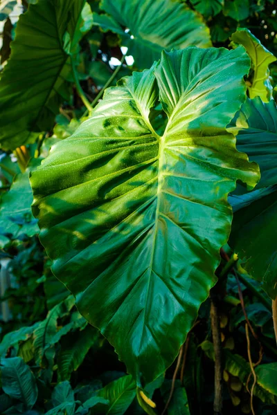 Palmblatt Groß Geschossen Mit Bokeh Gute Fototapete — Stockfoto