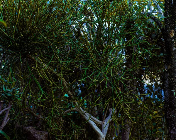 Különböző Trópusi Levelek Nagy Kicsi Különböző Alakú Színű Gyönyörű Háttérrel — Stock Fotó