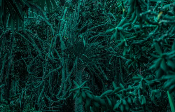 Kaktuszok Különböző Méretű Típusú Zöld Üvegházban Bolyhos Nagy Tűkkel — Stock Fotó