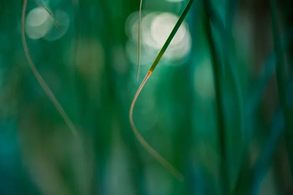 Palmkvistar Med Tunna Blad Och Behaglig Oskärpa För Tapeter Och — Stockfoto