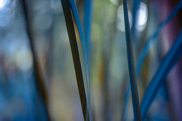 Palm Branches Thin Leaves Pleasant Blur Wallpaper Different Textures — Stock Photo, Image