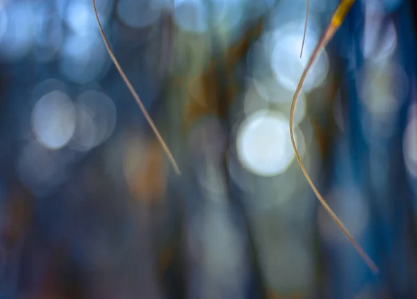 Palmkvistar Med Tunna Blad Och Behaglig Oskärpa För Tapeter Och — Stockfoto