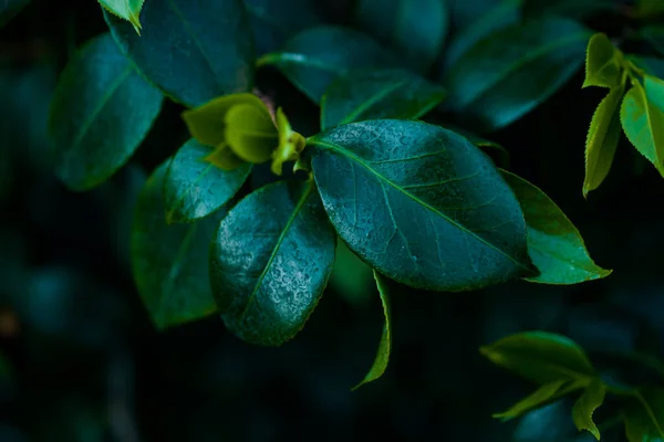 Verschiedene Tropische Blätter Groß Und Klein Verschiedenen Formen Und Farben — Stockfoto