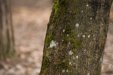 Yosunlu ağaçlar ormanda detaylarla fotoğraflanmış.