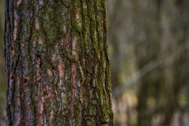 Yosunlu ağaçlar ormanda detaylarla fotoğraflanmış.