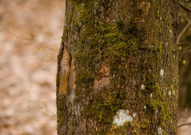 Yosunlu ağaçlar ormanda detaylarla fotoğraflanmış.
