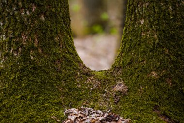 Yosunlu ağaçlar ormanda detaylarla fotoğraflanmış.