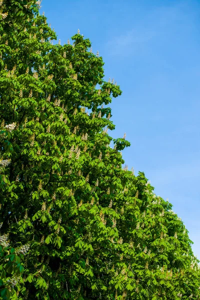 Castanheiros Florescendo Grandes Árvores Com Castanhas Floração Marrom Com Folhagem — Fotografia de Stock