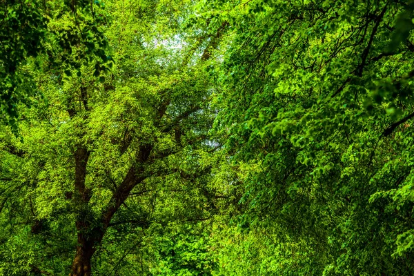 Zielone Liście Drzewach Pomiędzy Pomiędzy Drogami Polne Drzewa Zielenią Trawą — Zdjęcie stockowe