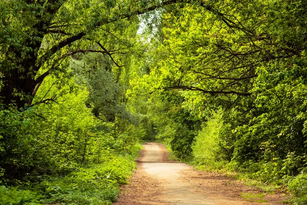 Folhas Verdes Árvores Entre Entre Estrada Árvores Terra País Com — Fotografia de Stock