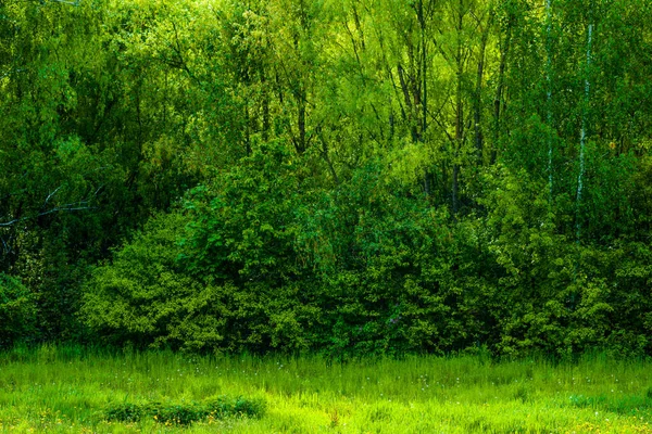 Folhas Verdes Árvores Entre Entre Estrada Árvores Terra País Com — Fotografia de Stock