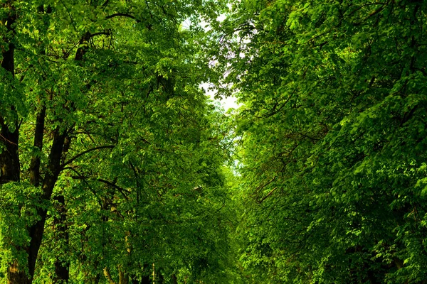 Folhas Verdes Árvores Entre Entre Estrada Árvores Terra País Com — Fotografia de Stock