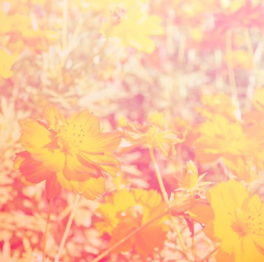 Güzel çiçek renk filtreli