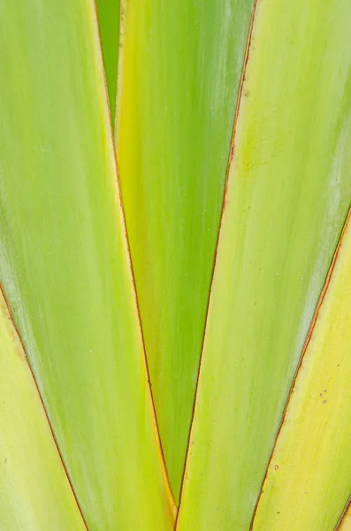 Sivri uçlu ağaç yaprakları.