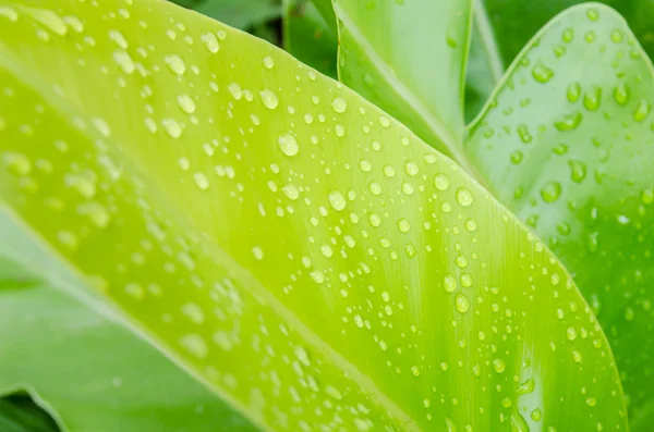 Gouttes d'eau sur une feuille verte — Photo