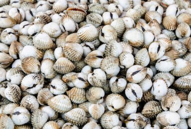 Yenilebilir cockle yığını