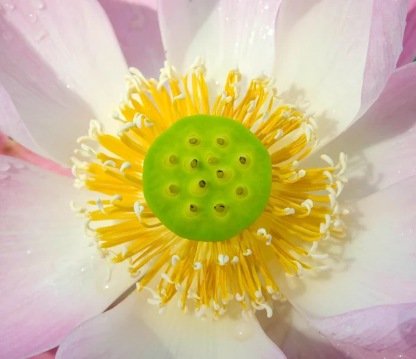 Gros plan fleur de lotus — Photo