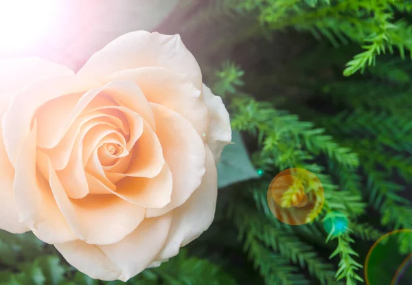 Schöne Weiße Rosen Mit Linsenraketen — Stockfoto