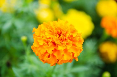 Bahçede sarı kadife çiçekleri açıyor..