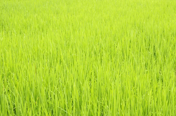 Grüne Reisfelder in Thailand. — Stockfoto