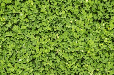 Yeşil Çimen Arkaplanı