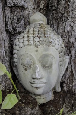 Budizm kafasından Hint inciri ağacı, Tayland