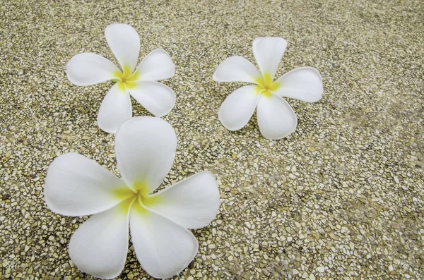 Plumeria — Stockfoto